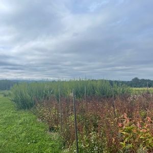 Meet your Posher, Clarissa